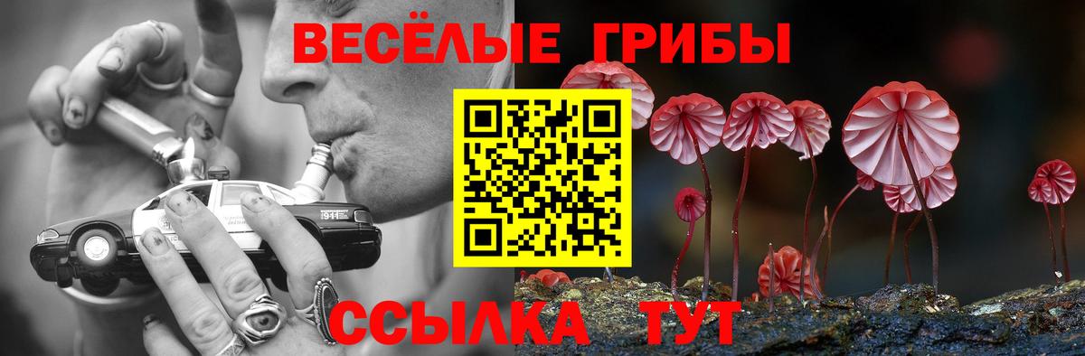 Псилоцибиновые грибы Psilocybine cubensis Северск